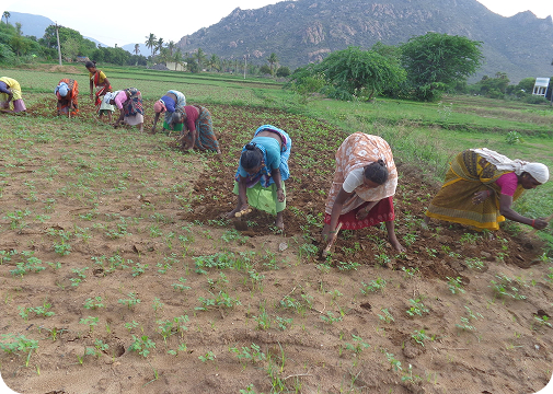 Support A Farmer – Sustain The Earth